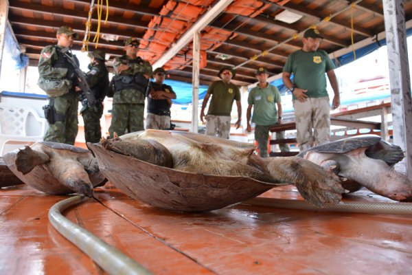 Operação "Quelônios da Amazônia" resgata 36 tartarugas