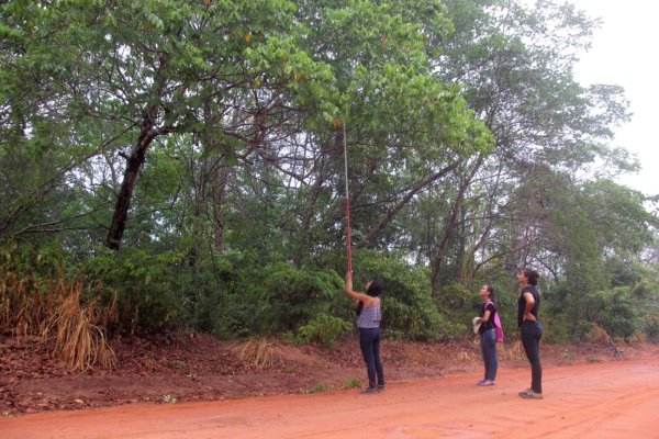 Projeto Floresta Urbana apresenta diagnóstico para arborização em Santarém