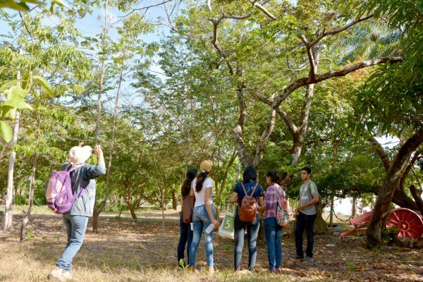 Plano Municipal de Arborização inicia identificação de árvores pelo Parque da Cidade