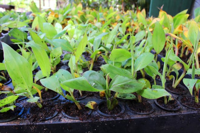 Parque da Cidade recebe 1.900 mudas de bananeira