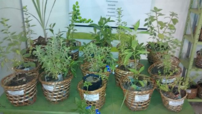 Plantas medicinais estão expostas no 10º Salão do Livro da Região do Baixo Amazonas