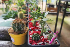 Prefeitura e associação promovem a 'Feira Meu Amor Merece uma Flor' em alusão ao Dia dos Namorados