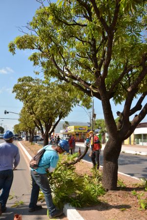 Poda ou retirada de árvore em via pública: saiba como proceder