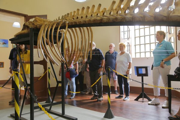 Turistas europeus se impressionam com esqueleto da Baleia Minke exposto no Centro Cultural