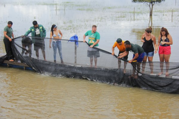 Seis peixes-boi da Amazônia são avaliados para soltura na natureza