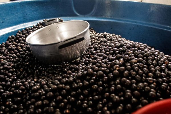 9º Festival do Cupuçaí em Santa Maria atrai público e valoriza a produção dos alimentos