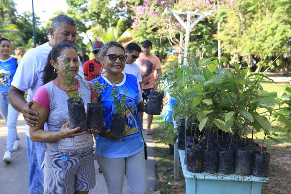 Prefeitura distribui mudas de plantas em homenagem ao Natal