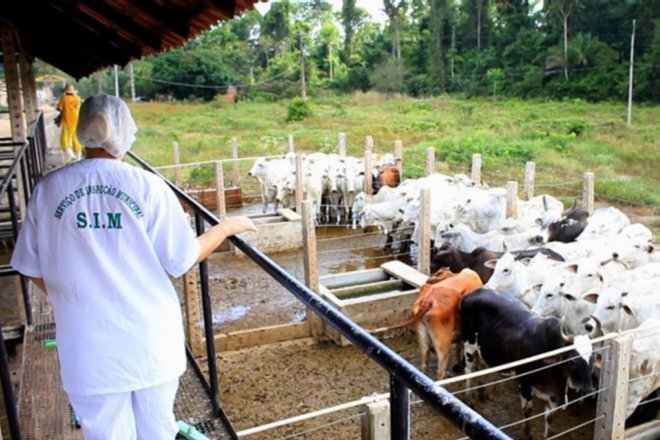 Serviço de Inspeção Municipal registra aumento no abate de bovinos em Santarém