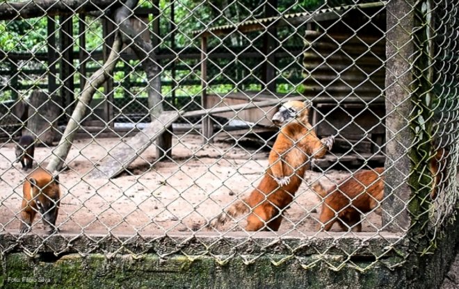 Visitantes e Turistas podem conhecer de perto animais da fauna amazônica no Zoológico em Santarém