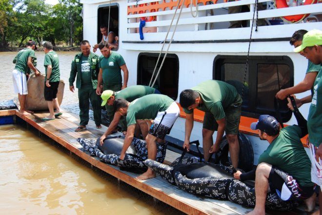 Quatro peixes-boi são devolvidos ao rio em ação conjunta da Semma e ZooUnama