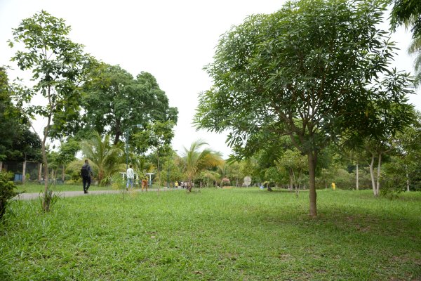 Dispersão de resíduos e presença de pragas nem sempre são fatores para o corte de árvores