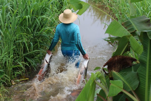 Santa Maria do Tapará faz primeira despesca de pirarucu criado em tanque