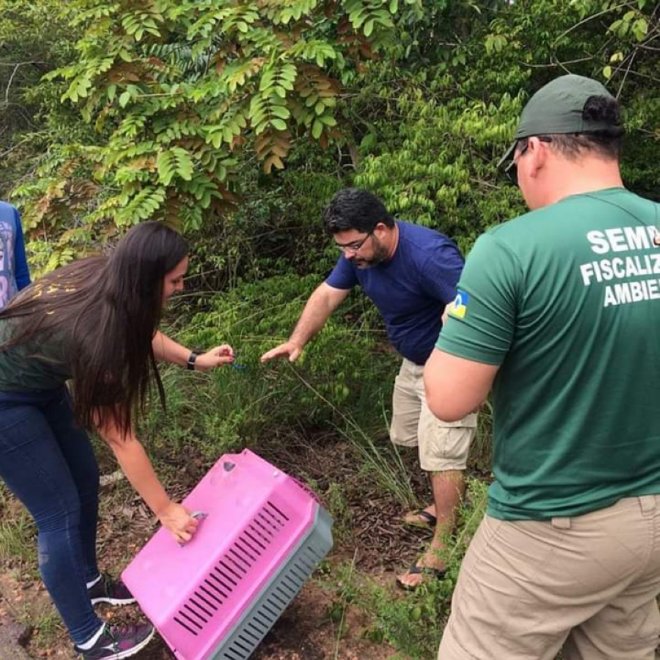 Jaguarundi que sofreu atropelamento é resgatado por fiscais da Semma