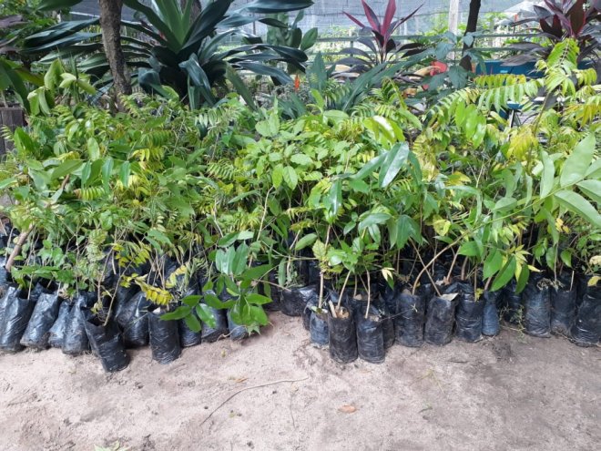 CHDU entrega mudas de plantas para contribuir com Projeto de Arborização do município