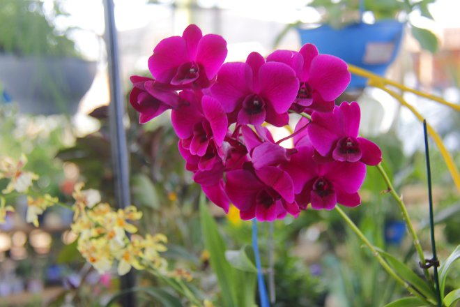 Prefeitura e Associação promovem a "Feira Flor Mulher" em alusão ao dia Internacional da Mulher