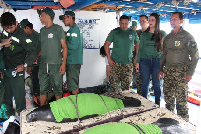 Peixes-boi são devolvidos ao meio ambiente em Santarém