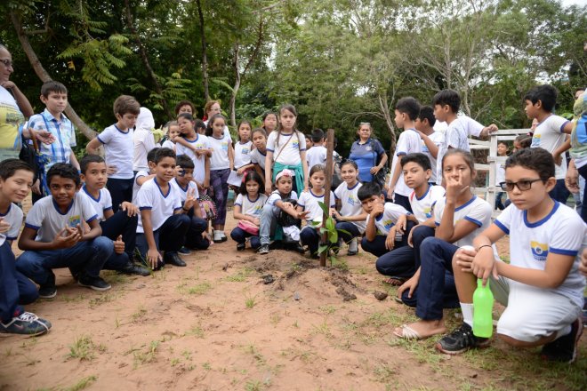 Primeira samaúma é plantada no Parque da Cidade