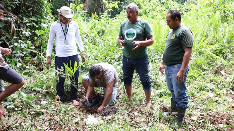 Semma doa mudas de açaí à quilombo Murumurutuba como incentivo a produção rentável da fruta