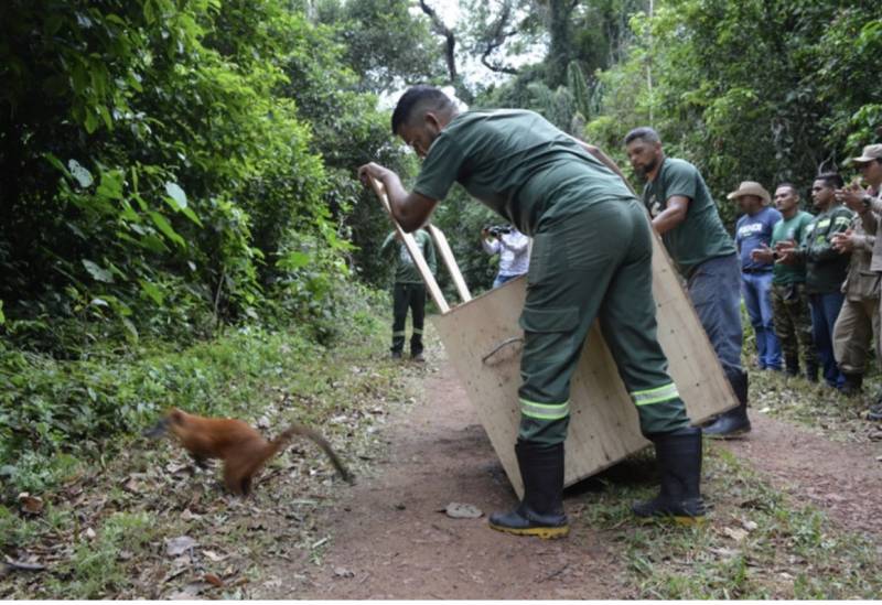 85 animais silvestres são reintroduzidos à natureza