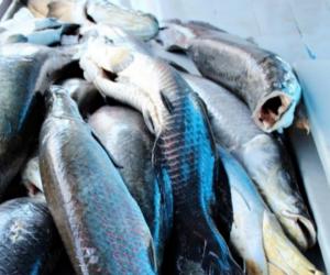 Feira do Peixe Vivo em Santarém inicia nesta quarta-feira (17); confira locais de venda