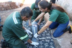 Filhote de peixe-boi é resgatado em São José do Ituqui