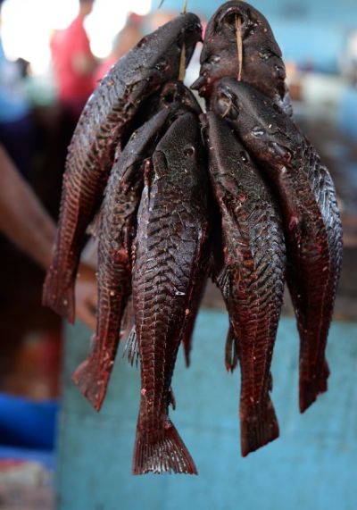 4° Festival do 'Acari' deve reunir 5 mil pessoas em Santarém-Miri