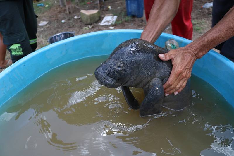 Filhote de peixe-boi resgatado em Pixuna do Tapará permanece em observação