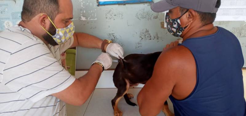 Santarém recebe 60.200 doses de Vacina Antirrábica e inicia imunização de cães e gatos