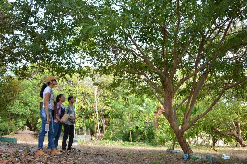 Dia de Proteção das Florestas: Serviços e o uso sustentável