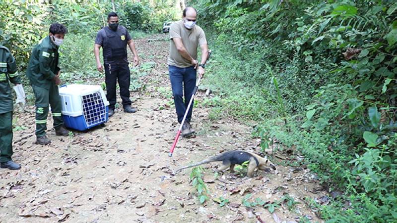 Prefeitura  participa de soltura de um tamanduá-mirim