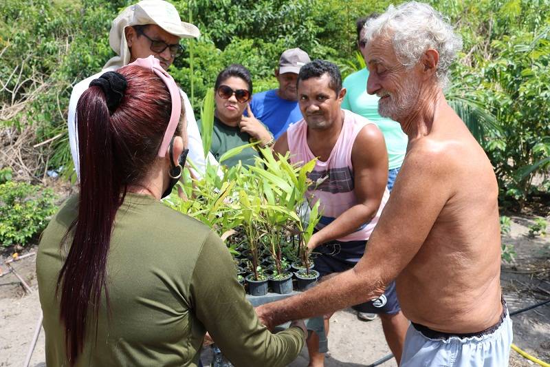 200 mudas de açaí são destinadas às famílias de Murumurutuba