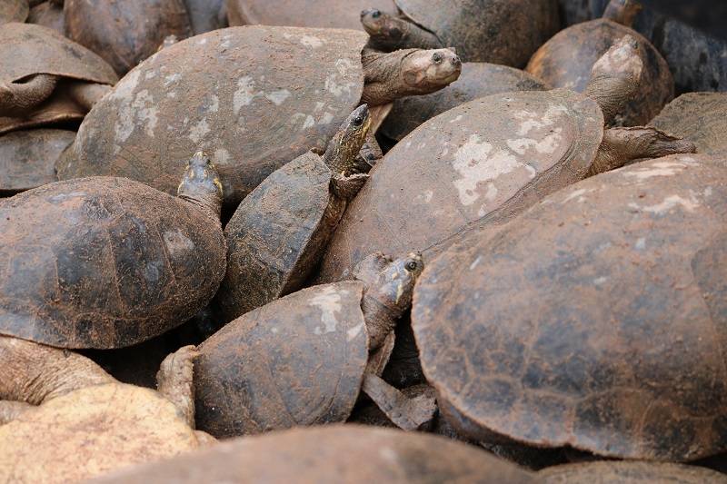 101 quelônios e 1 jacaré são soltos em Igarapé do Costa