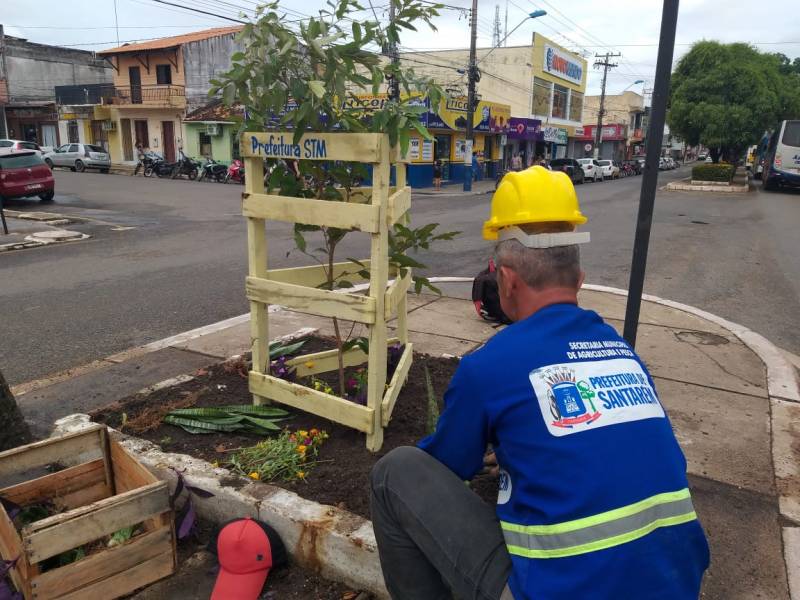 Após retirar árvore por medida de segurança, Prefeitura planta novas mudas na área central