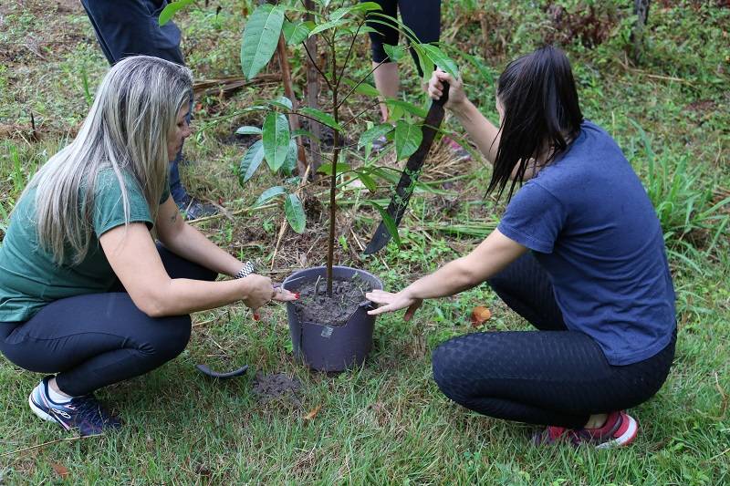Mudas de andiroba são plantadas na Serra do Saubal