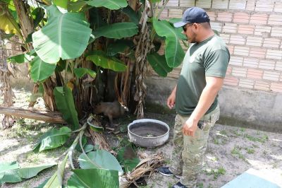 Semma resgata filhote de capivara em Ponta de Pedras