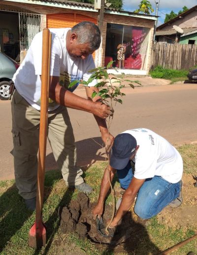 Cidade verde: Prefeitura arboriza a Dom Frederico Costa com mais de 150 mudas