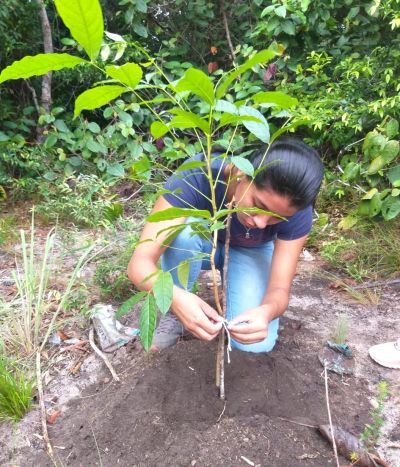 Prefeitura planta mais de 70 mudas em ação de reflorestamento em Alter do Chão