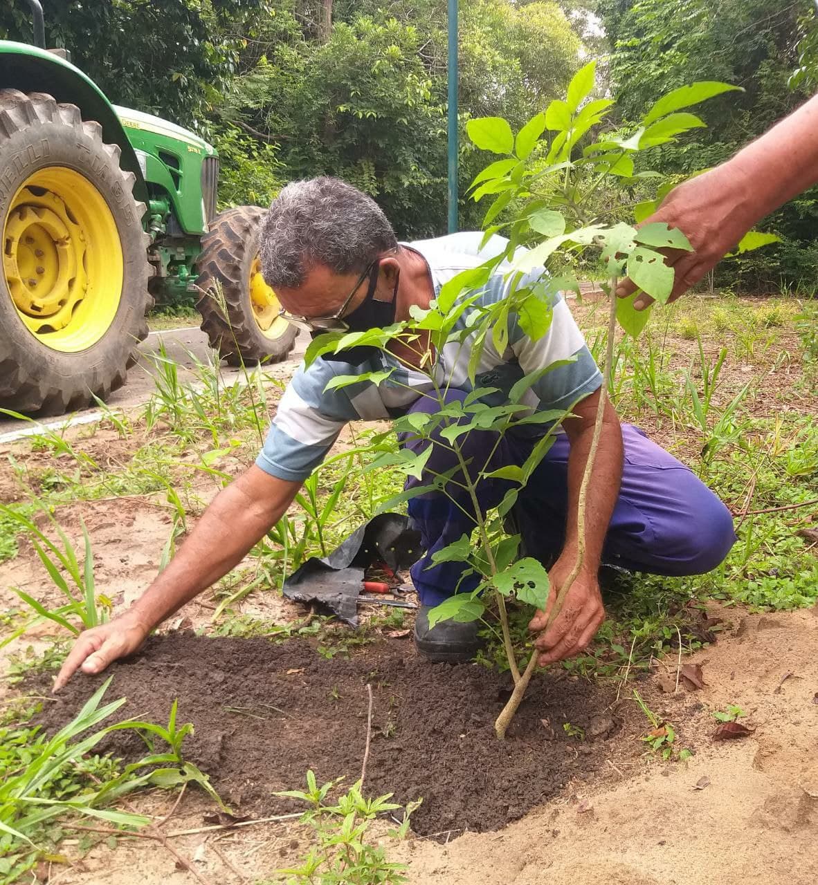 Prefeitura estimula o plantio de mudas de Ipês Rosa no Parque da Cidade