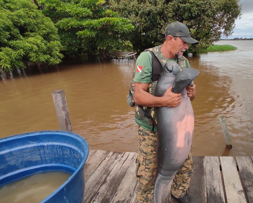 Prefeitura de Santarém e ZooUnama resgatam peixe-boi preso em malhadeira