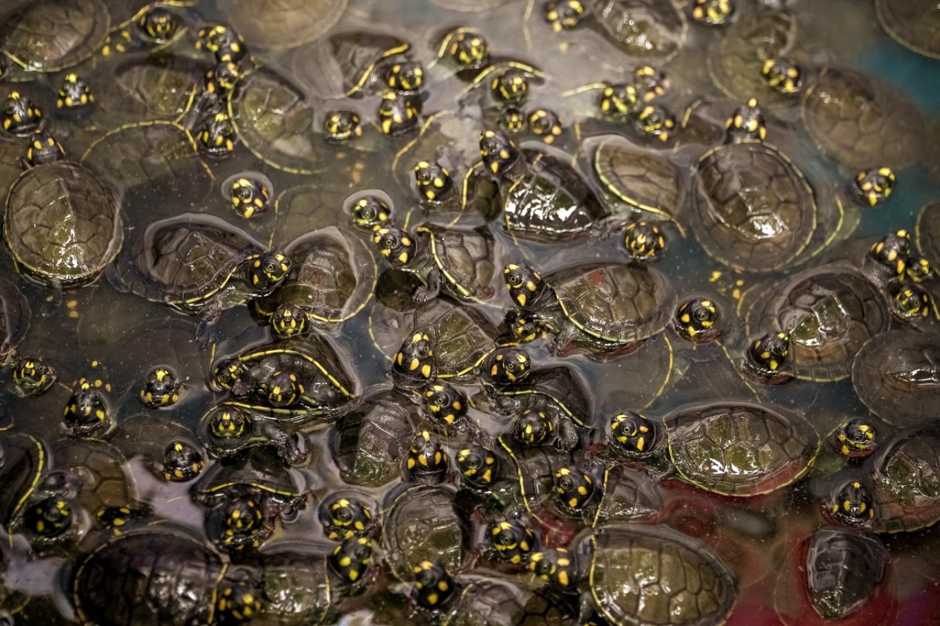 Projeto “Quelônios nas Águas” devolve mais de 500 filhotes de tracajá à natureza