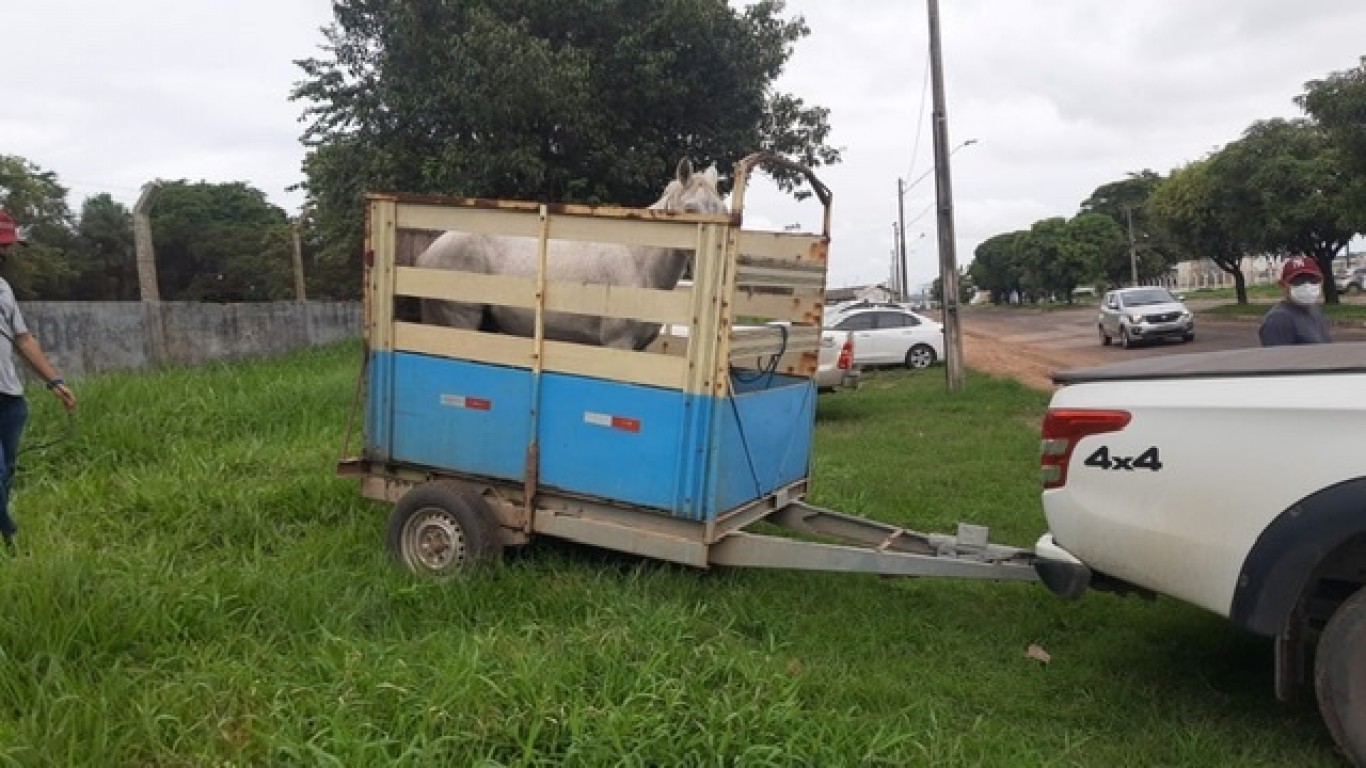 Até que enfim: Prefeitura de João Pinheiro vai apreender animais de grande  porte soltos nas ruas