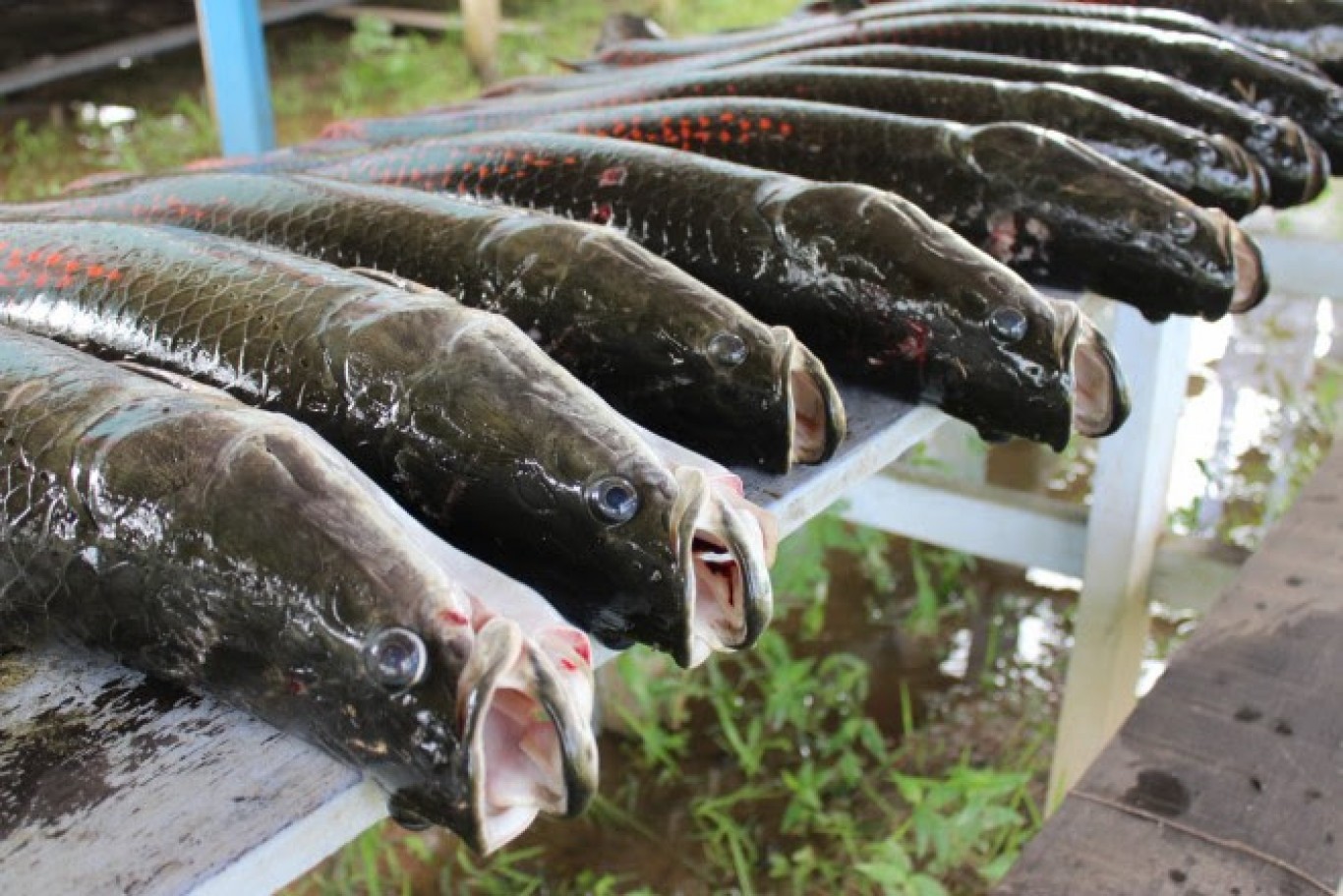 Feira do Pescado em Santarém inicia nesta quarta-feira (05)