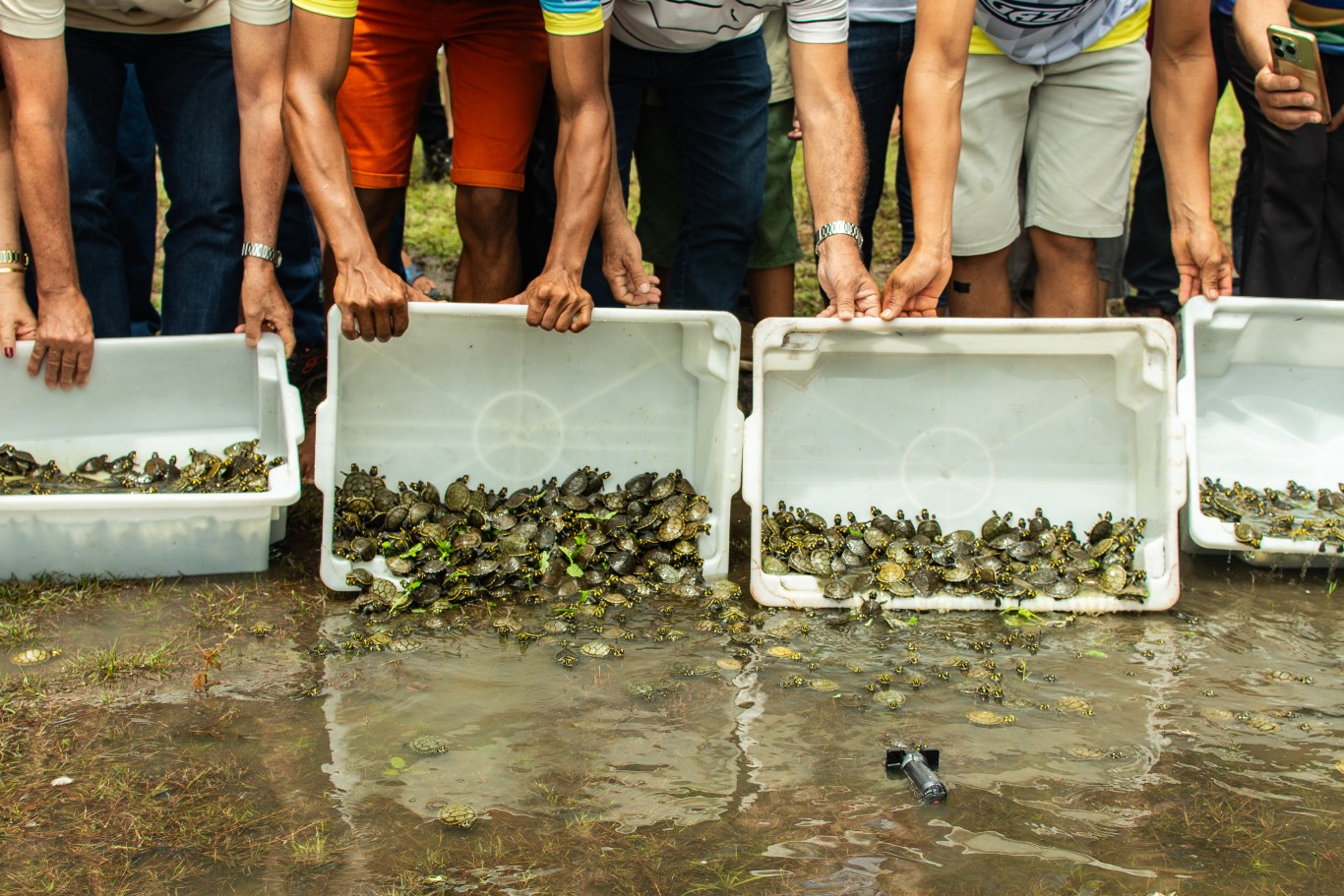 Imagem de 1.200 filhotes de quelônios são soltos na natureza pela comunidade Correio do Tapará