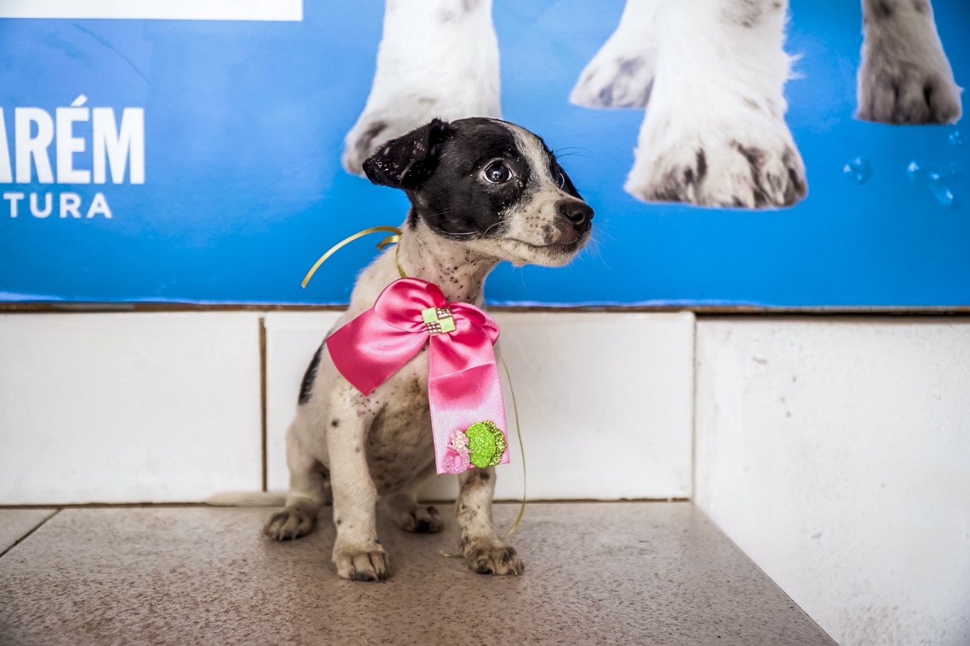 Prefeitura realiza campanha de adoção de cães 