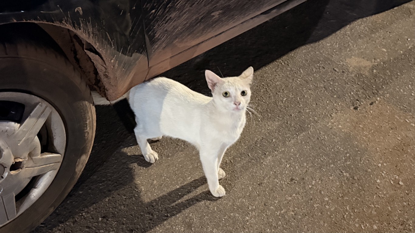 Dezembro Verde reforça combate ao abandono e maus-tratos de animais 