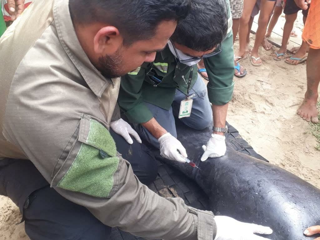 Semma faz resgate e soltura de peixe-boi encontrado por pescadores