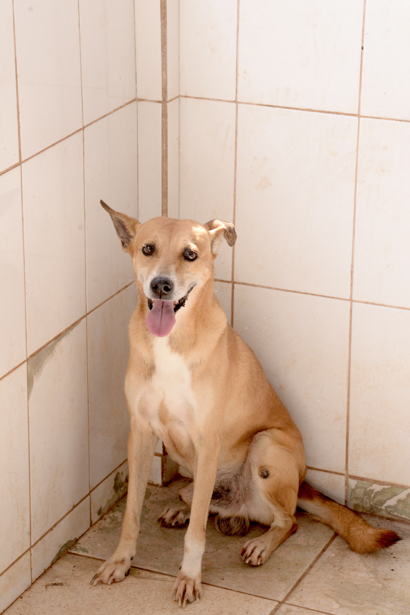 Animais para adoção são castrados. Foto: Ronaldo Ferreira.