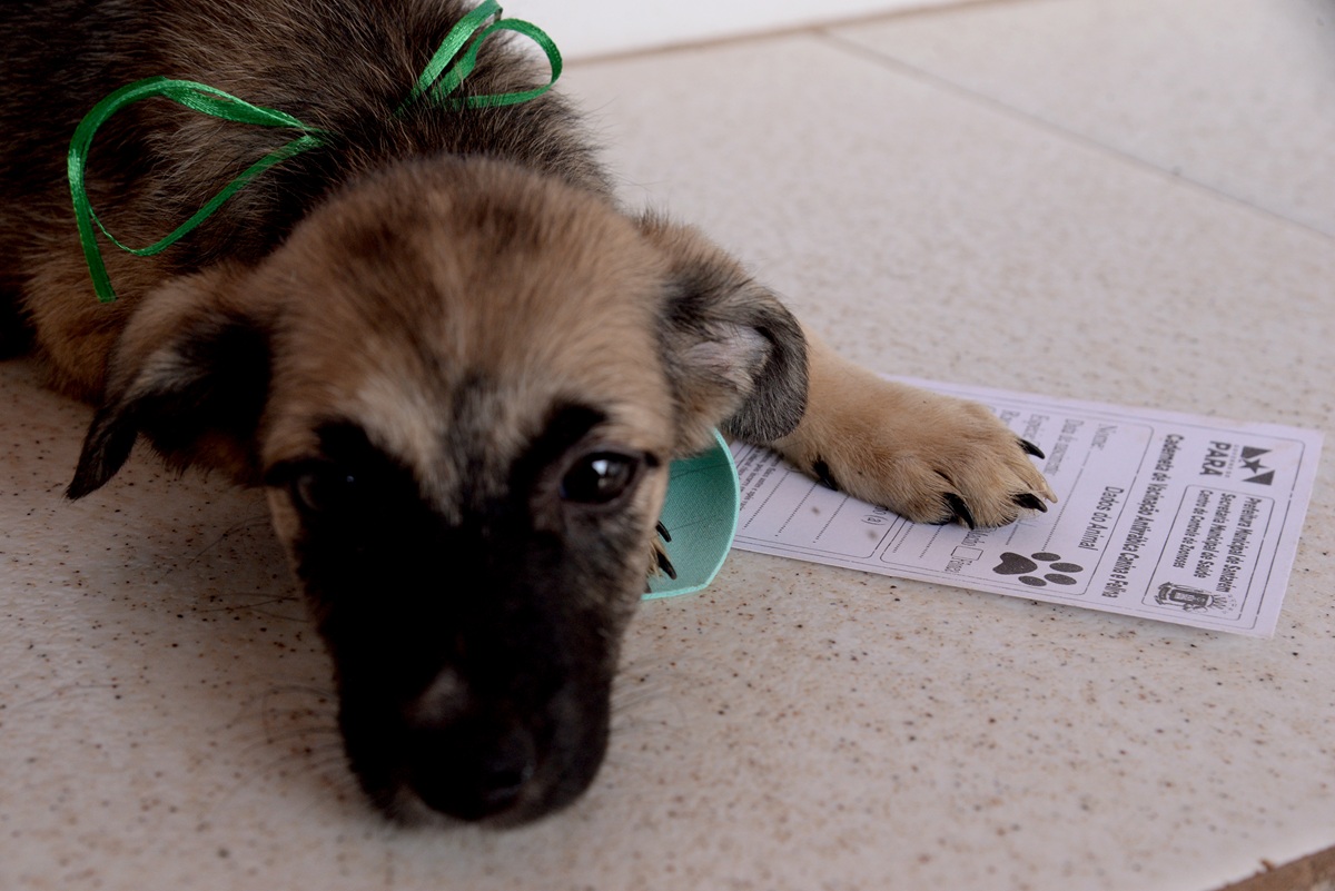 Para adotar um PET é necessário ter no mínimo 18 anos. Foto: Ronaldo Ferreira.