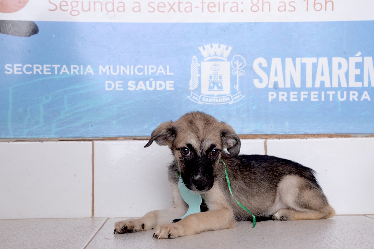 12 cães e 10 gatos estão à espera de um novo lar. Foto: Ronaldo Ferreira.