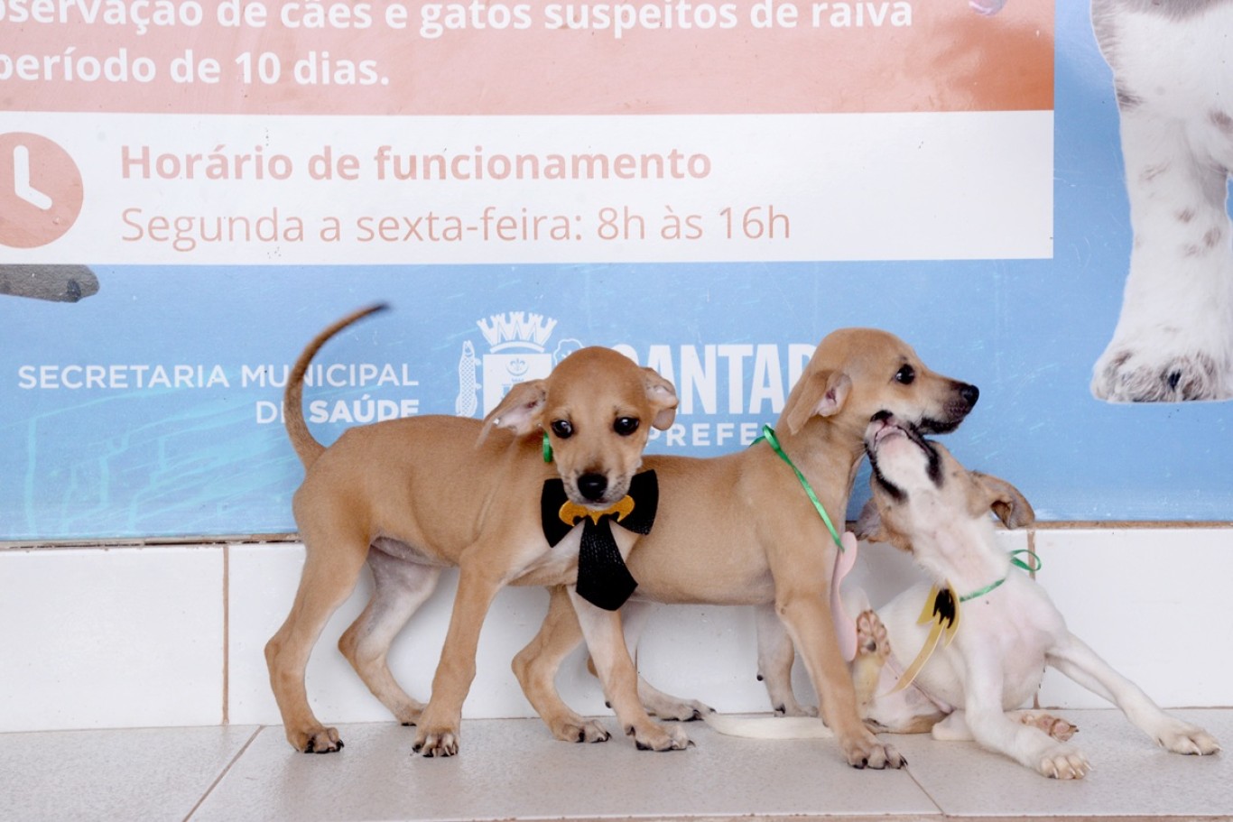 Prefeitura realiza bloquinho da adoção com mais de 20 pets disponíveis